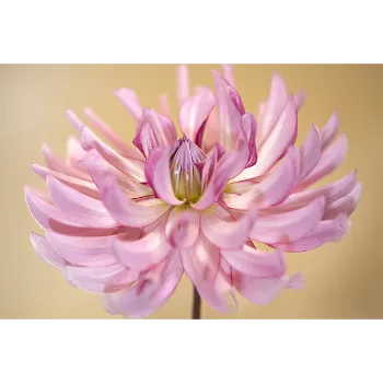 arali flower (12)-9909571-25839.webp